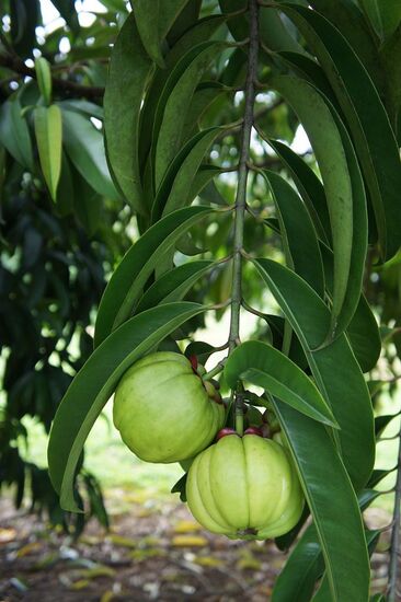 Cơ chế khoa học của thành phần hca trong ginseng slim
