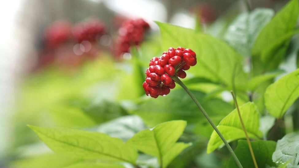 Ginsenoside Rg3 Là Gì? Hoạt Chất Quý Trong Hồng Sâm Hàn Quốc 6 Năm Tuổi